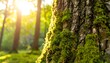 © Mejo - Closeup of mossy tree trunk in sunlit forest