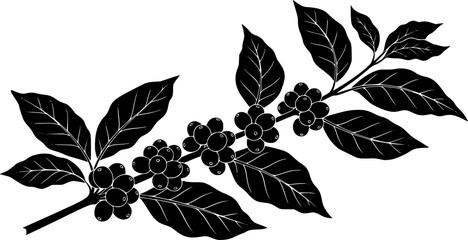 Silhouette vector of a coffee plant branch with leaves and beans. 
