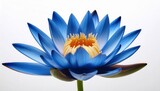 blue lotus flower on white background