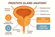 © jasminee - Prostate Gland Anatomy Illustration - Zones, Functions, and Regulation [Illustration]