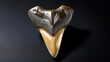 © Sean - Fossilized Megalodon Shark tooth on dark background