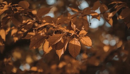 Beautiful autumn scene with golden brown leaves on a tree branch basking in the warm afternoon sun, creating a natural seasonal background