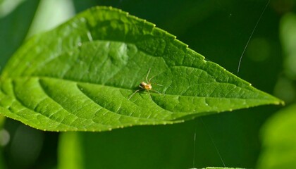 Tiny Spider on Vibrant Green Leaf in Sunlight
