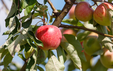 red apple is hanging from a tree