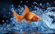 © Dzimar - Gold fish leaps from water, surrounded by splashing droplets. Black background