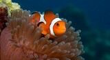 Clownfish in sea anemone