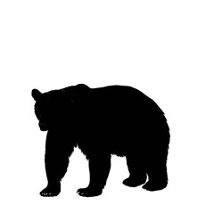 silhouette of bear