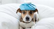 © Nuraya - Adorable dog with soulful eyes recovering with ice pack on head needs your get well wishes - share the caring and healing vibes today