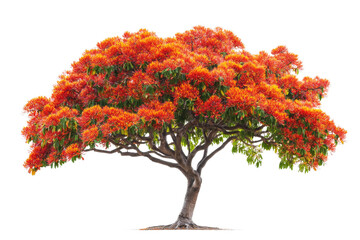 Bright flamboyant tree full bloom silhouette