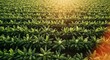 © andi - Banana Plantation Aerial View.