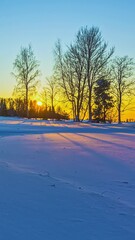 Wall Mural - Sunset timelapse with vivid orange shadows cast by leafless trees on snow covered ground, vertical