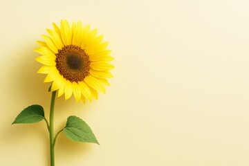 Wall Mural - bright sunflower with green leaves on light yellow background with copyspace on the right, ideal for
