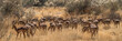 © PPJ - Troupeau d'impalas dans la savane