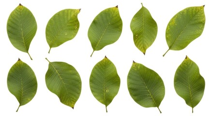 Collection of green leaves with visible veins and natural textures, isolated on a clean white background. Perfect for botanical themes.