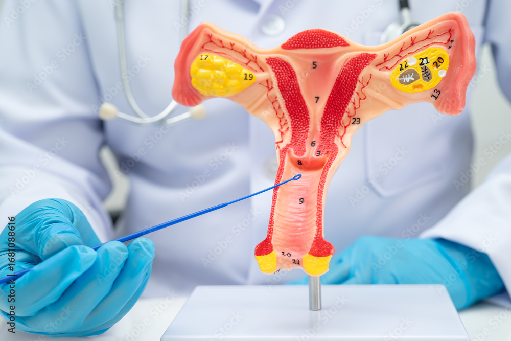 Doctor holding human uterus model for vaginal and cervix pap smear ...