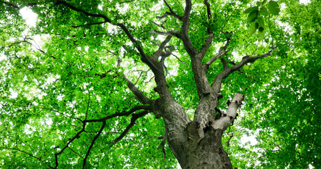 Wall Mural - forest trees. nature green wood sunlight backgrounds