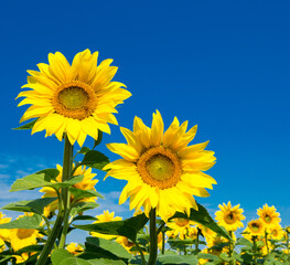 Wall Mural - Sunflower field with cloudy blue sky