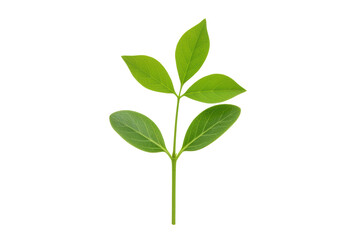 Wall Mural - Isolated Green Plant Stem with Leaves against Backdrop for Botanical Illustrations