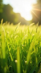 Wall Mural - A gentle summer breeze rustles through tall grass in a sun-drenched field, creating waves of movement and a feeling of carefree warmth , heat, yellow, day