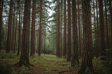  In a magical woodland filled with towering wooden trees, a tranquil setting provides a sanctuary for wildlife, highlighted by a detailed close-up of a solitary wasp