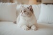 ©  AugmentArt - Cat of the Scottish Fold breed gazing into the distance