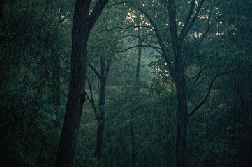 Wall Mural - intense summer showers drenched a lush green woodland.