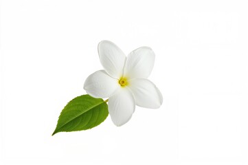 Wall Mural - single white jasmine bloom on a plain white backdrop