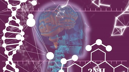 Wall Mural - animation of dna, connections and human head model on purple background