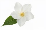Close-up of a single white gardenia flower with green leaf on plain background