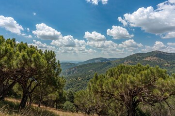 Wall Mural - Forested hills beneath a bright blue sky