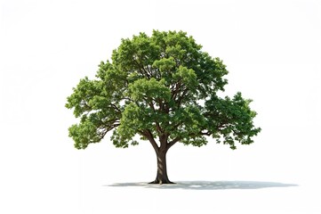 Wall Mural - Large tree standing alone against a white backdrop