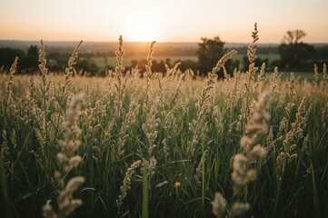 Wall Mural - Stunning wide-angle view of rural fields with tall wild grasses blooming under a warm summer sunset. Serene natural environment with a focus on the front area.
