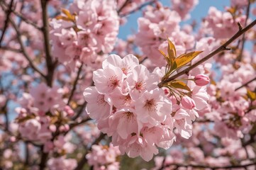 Canvas Print - close-up of pink nectarine flowers in full bloom during spring