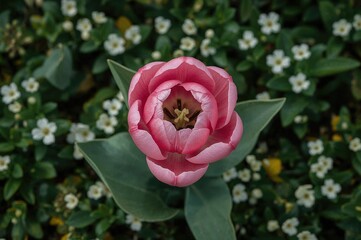 Canvas Print - single pink tulip from above on a spring floral backdrop