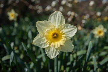 Canvas Print - light yellow and white large-cupped narcissus flowers blossoming in april garden