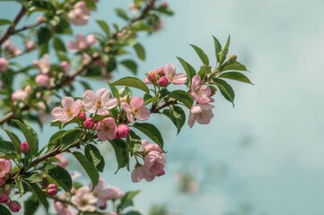 Canvas Print - blossoming tree branches adorned with pink blossoms