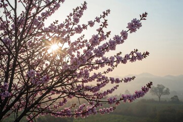 Canvas Print - morning garden adorned with pink cherry blossoms