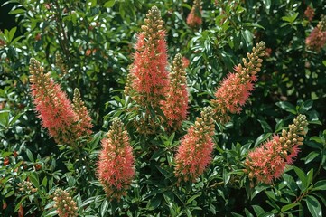Canvas Print - queen's crepe myrtle blossom in a lush garden setting