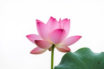 Canvas Print - the distinctive fragrance and beauty of the perennial lotus flower captivate everyone throughout the