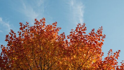 Wall Mural - perspective of autumn limbs from below; a lovely background image capturing the essence of autumn co