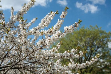 Wall Mural - Spring day scene with white cherry blossoms and blue sky