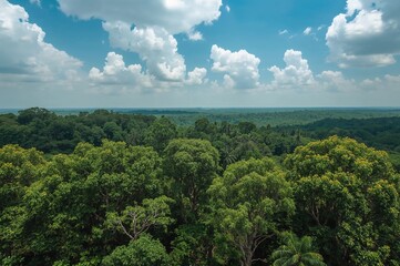 Wall Mural - aerial perspective of tree canopy in a protected woodland area