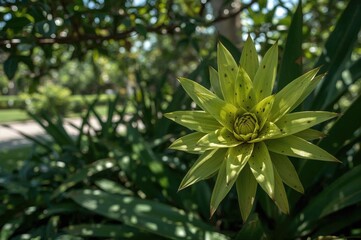 Wall Mural - A striking lime green plant with dark green patches from the Bromeliaceae family, known as Werauhia kupperiana