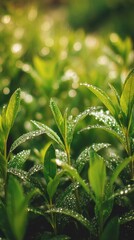 Wall Mural - Dew drops clinging to vibrant green leaves in morning light close up nature photography of fresh growth in a garden