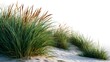 © wannathon - Coastal Grass Growing on Sandy Dune Underbright Sunlight in a Natural Landscape