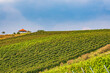 © fotografci - View of vineyards in Rheinhessen on a sunny day in late summer