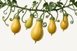 © Ficky - Yellow squash vine, ripe fruit, studio, white background, food