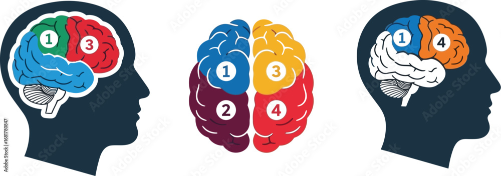 Brain anatomy diagram showing different lobes and their functions Stock ...