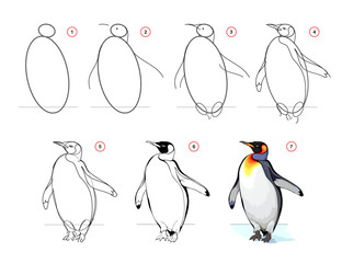 Wall Mural - how to draw a king penguin. educational page for children. creation step by step insect illustration