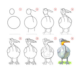 Wall Mural - how to draw a cute pelican. educational page for children. creation step by step bird illustration. 